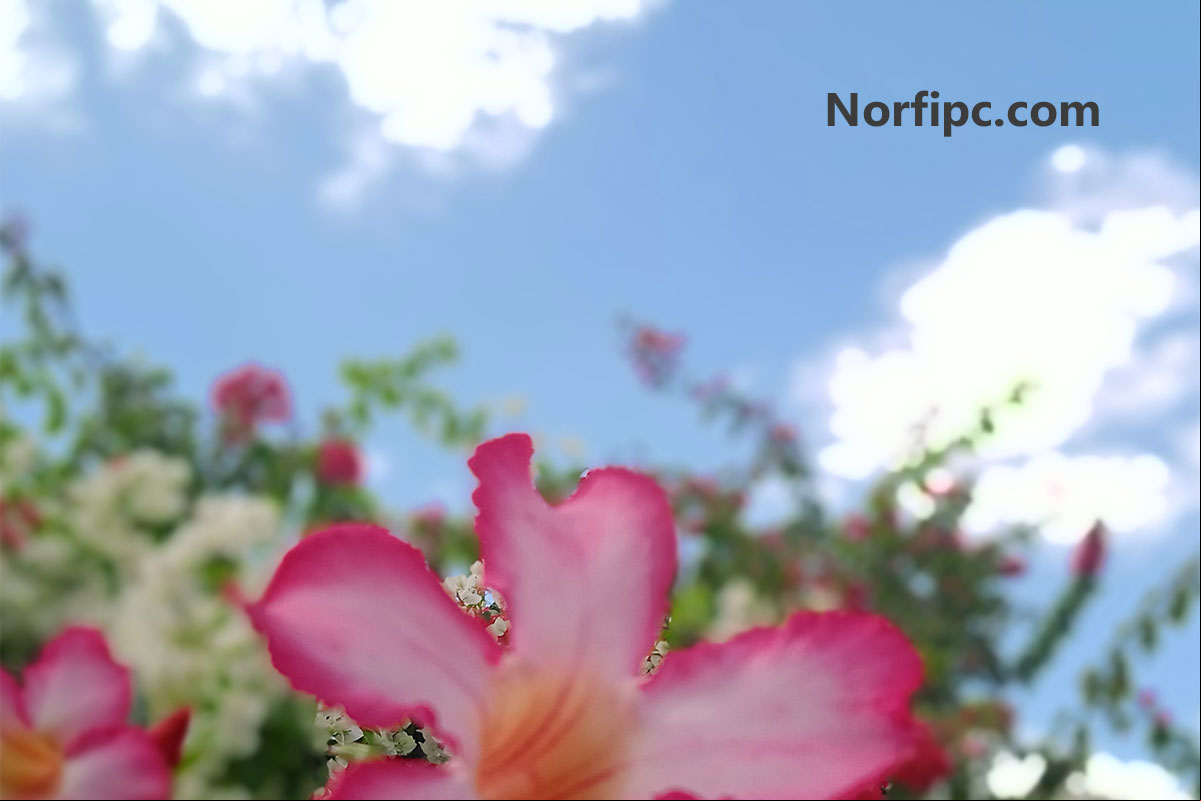 Flor de Adenium, detrás flores de Rosa de papel y de fondo el cielo azul
