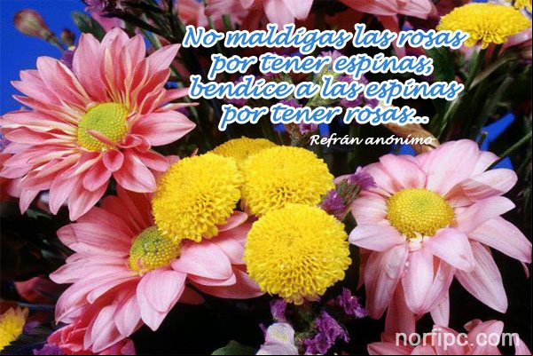 No maldigas las rosas por tener espinas, bendice a las espinas por tener rosas. #FrasesCelebres No maldigas las rosas por tener espinas, bendice a las espinas por tener rosas
