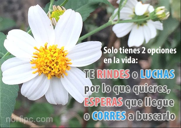 Solo tienes 2 opciones en la vida: TE RINDES o LUCHAS por lo que quieres, ESPERAS que llegue o CORRES a buscarlo Mensajes para animar, respaldar y levantar el ánimo