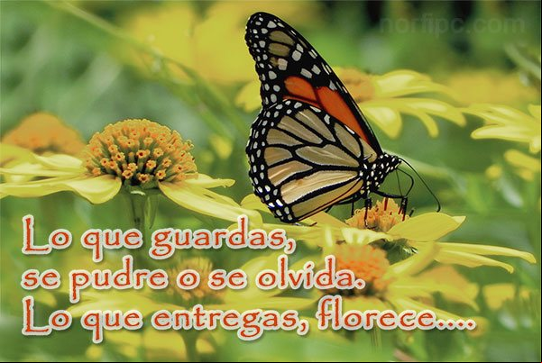 Lo que guardas, se pudre o se olvida. Lo que entregas, florece... Dar y entrega en la vida y el amor, sin ningún interés