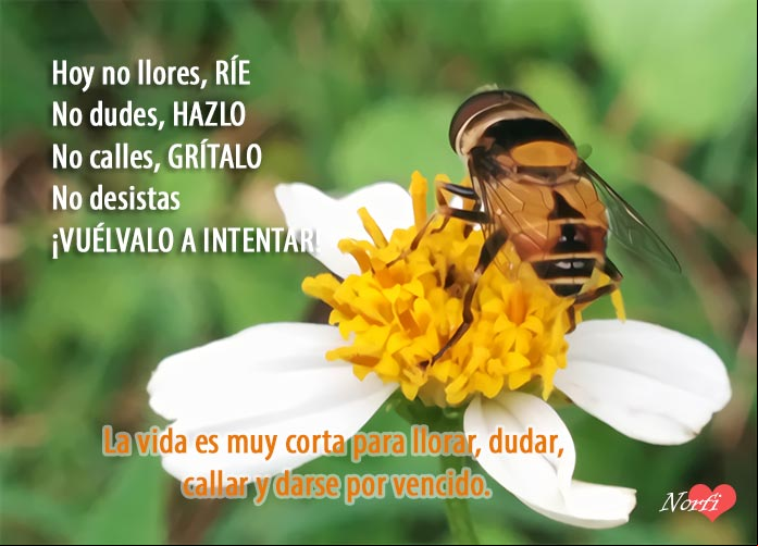 La vida es muy corta para llorar, dudar, callar y darse por vencido Frase de aliento y motivacion para un amigo