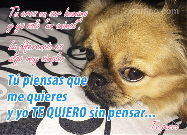 Tú eres un ser humano y yo solo "un animal". La diferencia es algo muy simple: Tú piensas que me quieres y yo TE QUIERO sin pensar Frases y mensajes para un amigo verdadero y sincero