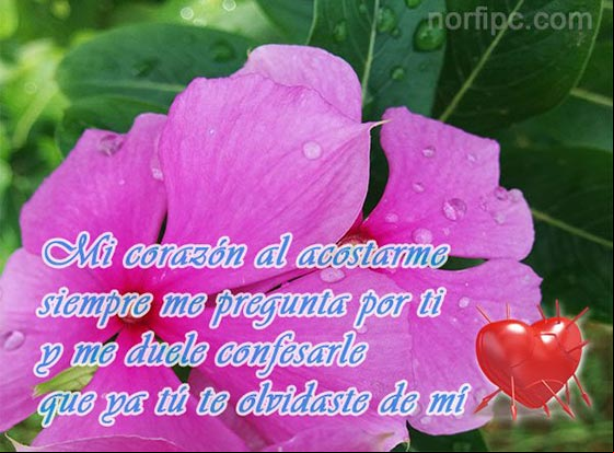 Mi corazón al acostarme siempre me pregunta por ti y me duele confesarle que ya tú te olvidaste de mí Mensajes para un amor que la distancia separa