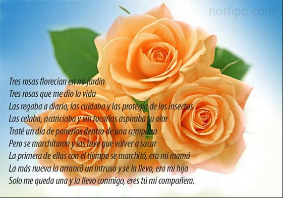 Tres rosas florecían en mi jardín Tres rosas florecían en mi jardín