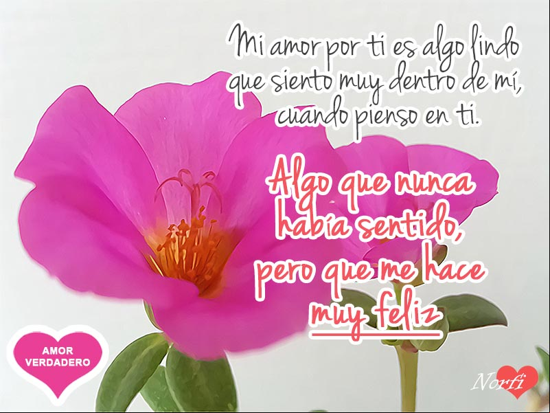 Flor Portulaca pilosa con letras para decirle de mi amor