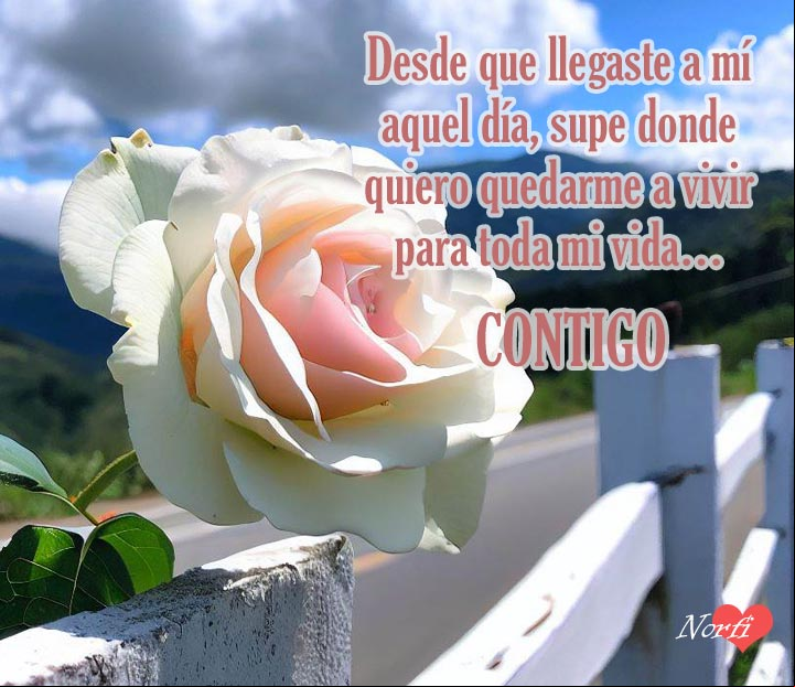 Desde que llegaste a mí aquel día, supe donde quiero quedarme a vivir para toda mi vida... contigo.. #ConfesionAmor Rosa en una cerca a la orilla de la carretera