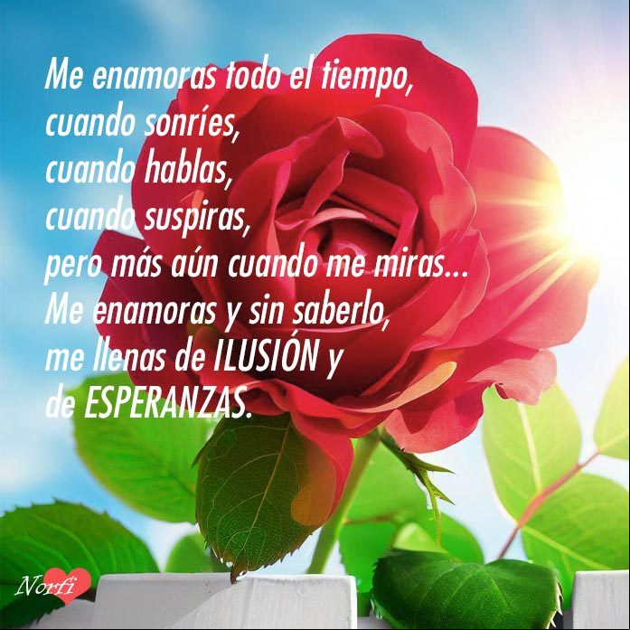 Rosa roja en una carca bajo la luz del sol