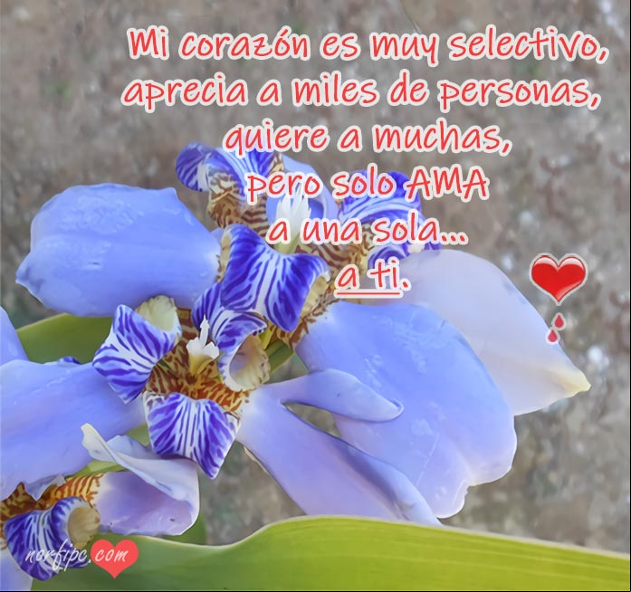 Mi corazón solo ama a una persona, a ti