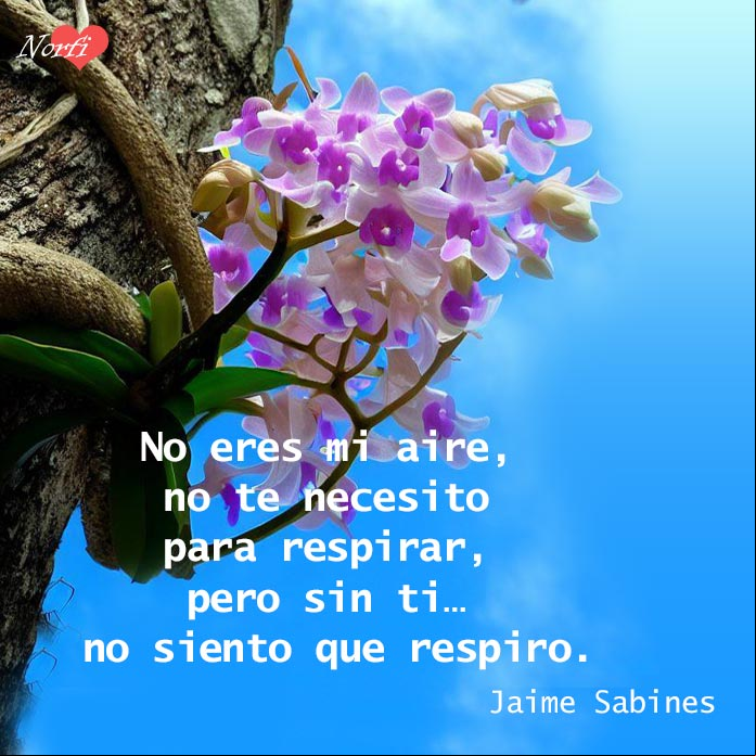 Orquideas en el tronco de un arbol