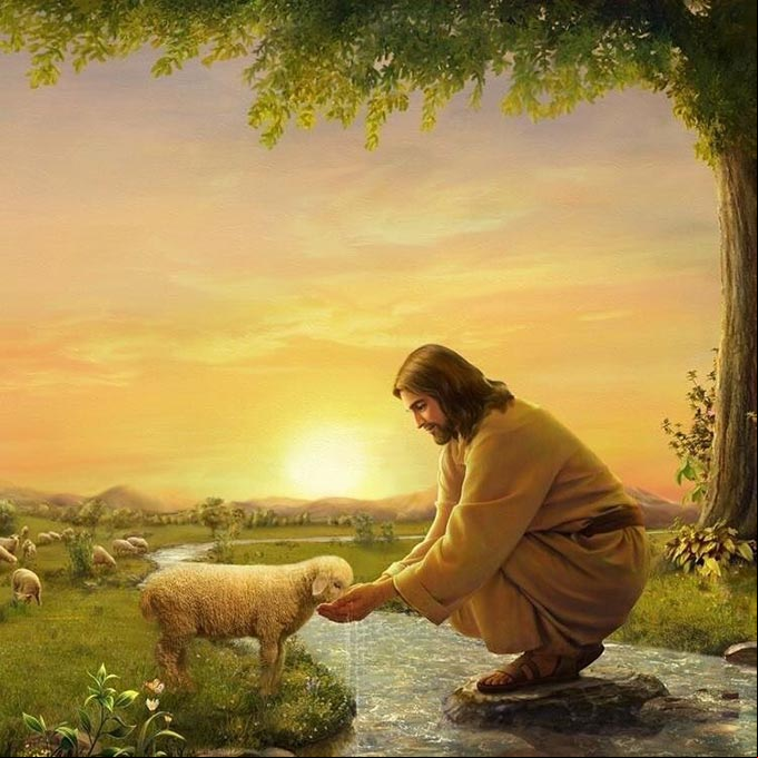 Jesús dando de beber a una obeja. #ElBuenPastor Jesús dando de beber a una obeja