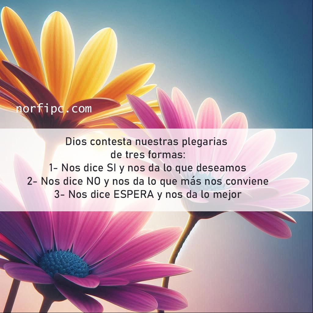 3 formas que tiene Dios de contestar nuestras plegarias Tres flores de margarita bajo el cielo azul