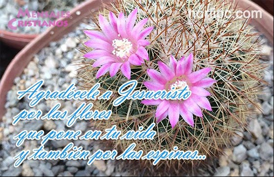 Agradécele a Jesucristo por las flores que pone en tu vida y también por las espinas, el sabrá por que lo hace Mensaje cristiano de agradecimiento a Jesucristo