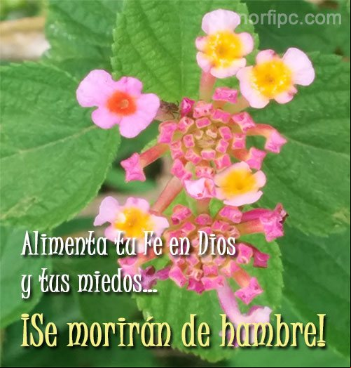 Alimenta tu fe en Dios y tus miedos... ¡Se morirán de hambre! Frases de confianza y seguridad en Dios