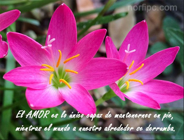 El AMOR es lo único capaz de mantenernos en pie, mientras el mundo a nuestro alrededor se derrumba Mensajes de confianza en las decisiones de Dios