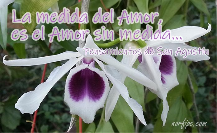 La medida del Amor, es el Amor sin medida, un pensamiento de San Agustín