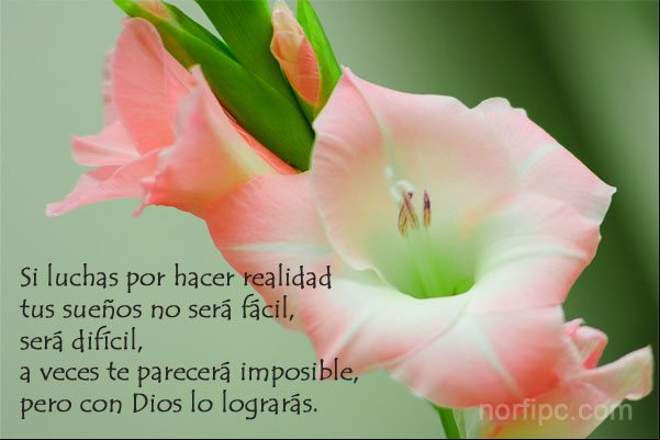Si luchas por hacer realidad tus sueños no será fácil, será difícil, a veces te parecerá imposible, pero con Dios lo lograrás Frase cristiana de fe en Dios