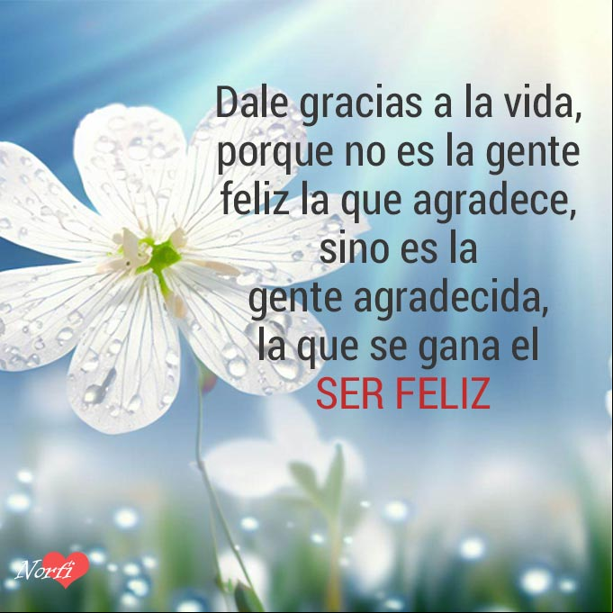 Dale gracias a la vida, porque no es la gente feliz la que agradece, sino es la gente agradecida, la que se gana el ser feliz Flor blanca con gotas de rocio al amanecer