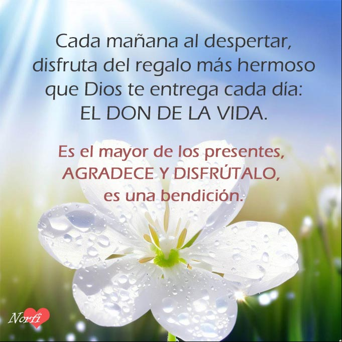 Cada mañana al despertar, disfruta del regalo más hermoso que Dios te entrega cada día: El don de la vida. Es el mayor de los presentes, agradece y disfrútalo, es una bendición Flor blanca al amanecer
