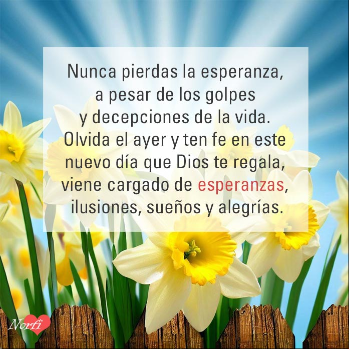 Nunca pierdas la esperanza, a pesar de los golpes y decepciones de la vida. Olvida el ayer y ten fe en este nuevo día que Dios te regala, viene cargado de esperanzas, ilusiones, sueños y alegrías Flores de Narciso símbolo de la esperanza, bajo los rayos del sol del amanecer