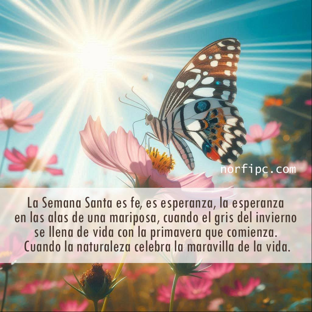 La Semana Santa es fe, es esperanza, la esperanza que se puede ver en las alas de una mariposa, cuando el gris del invierno se llena de vida con la primavera que comienza. Cuando la naturaleza parece celebrar la maravilla de la vida Mariposa posada en una flor linda, detras cielo azul rayos del sol