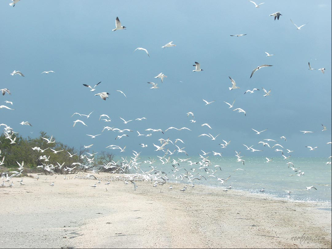 Cayo los Pájaros, Reserva de la Biosfera Buenavista, Cuba Cayo los Pájaros, Reserva de la Biosfera Buenavista, Cuba
