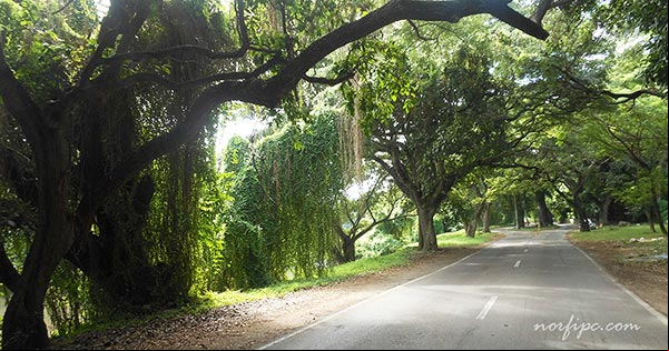 El Área Protegida Isla Josefina en el Bosque de la Habana. Carretera que atraviesa la zona bordeando el rio El Área Protegida Isla Josefina en el Bosque de la Habana