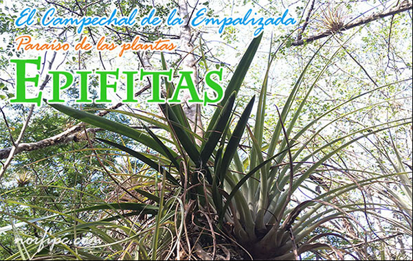 El Campechal de la Empalizada, paraíso de plantas epifitas en Cuba El Campechal de la Empalizada, paraíso de plantas epifitas en Cuba