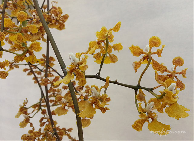 Racimo con las flores de la Oreja de burro o Trichocentrum undulatum Racimo con las flores de la Oreja de burro o Trichocentrum undulatum