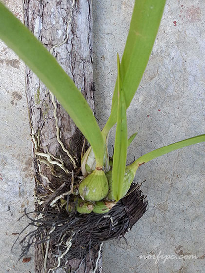 Planta de una orquídea de chocolate sosteniéndose de una rama de campeche Planta de una orquídea de chocolate sosteniéndose de una rama de campeche