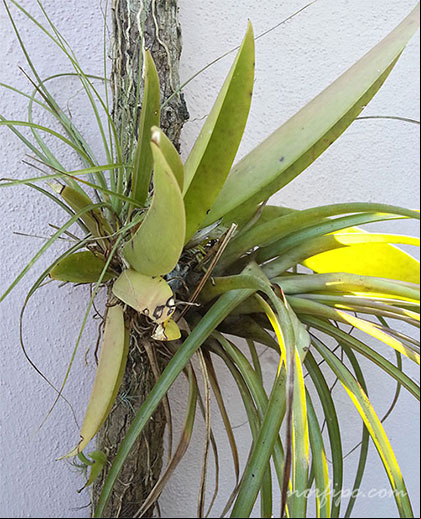 Planta de una orquídea Oreja de burro o Trichocentrum undulatum compartiendo el hábitat con un curujey Planta de una orquídea Oreja de burro o Trichocentrum undulatum compartiendo el hábitat con un curujey