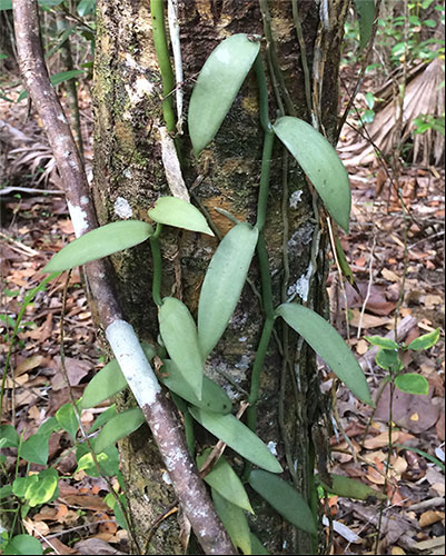Planta de la orquídea Vanilla trepando por un arbol Planta de la orquídea Vanilla trepando por un arbol