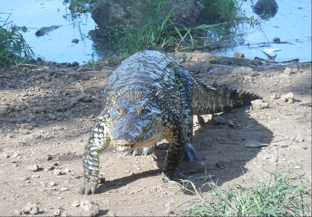 Cocodrilo cubano (Crocodylus rhombifer), ejemplar en el Criadero de cocodrilos de la Ciénaga de Zapata Cocodrilo cubano (Crocodylus rhombifer), en exhibición en el Criadero de cocodrilos de la Ciénaga de Zapata