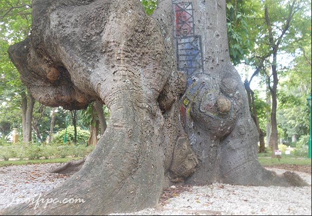 Enorme Ceiba centenaria en la Quinta de los Molinos Enorme Ceiba centenaria en la Quinta de los Molinos