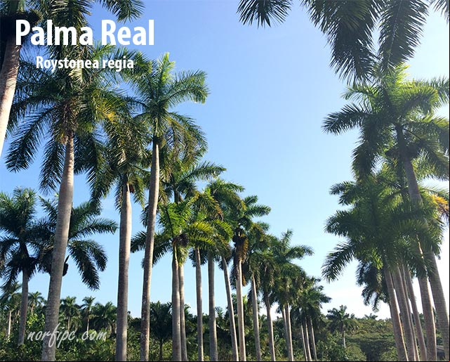 La Palma Real (Roystonea regia), el Árbol Nacional de Cuba. #SimbolosCuba La Palma Real, el Árbol Nacional de Cuba