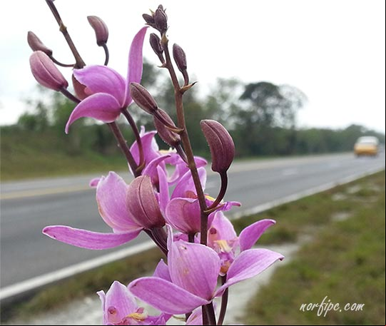 Orquídeas silvestres en las orillas de la Vía Blanca Orquídeas silvestres en las orillas de la Vía Blanca