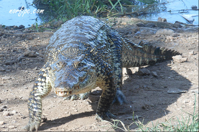 Cocodrilo cubano (Crocodylus rhombifer), especie endémica de Cuba considerada en peligro de extinción. Cocodrilo cubano