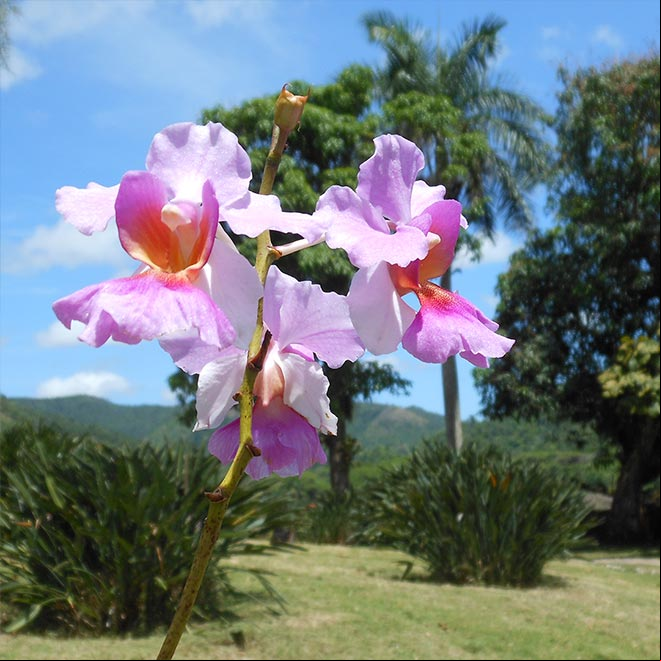 Foto de orquídea en Soroa, Cuba. Carga diferida Foto de orquídea en Soroa, Cuba. Carga diferida