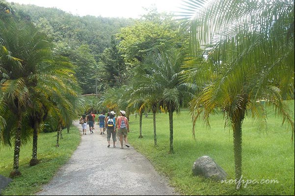 Palma corcho (Microcycas calocoma), planta endémica cubana en Viñales Palma corcho (Microcycas calocoma), planta endémica cubana en Viñales