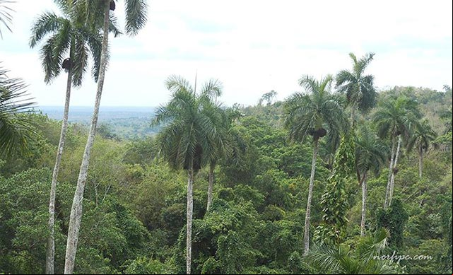 Paisaje de Cuba en el que sobresale la palma real, planta endémica del país Paisaje de Cuba en el que sobresale la palma real, planta endémica del país