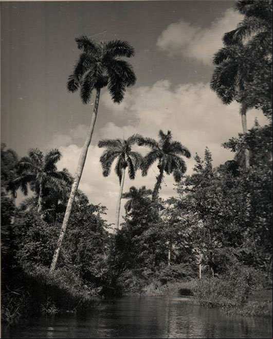 Antigua foto del Rio La Luisa, afluente del Mayabeque Antigua foto del Rio La Luisa, afluente del Mayabeque