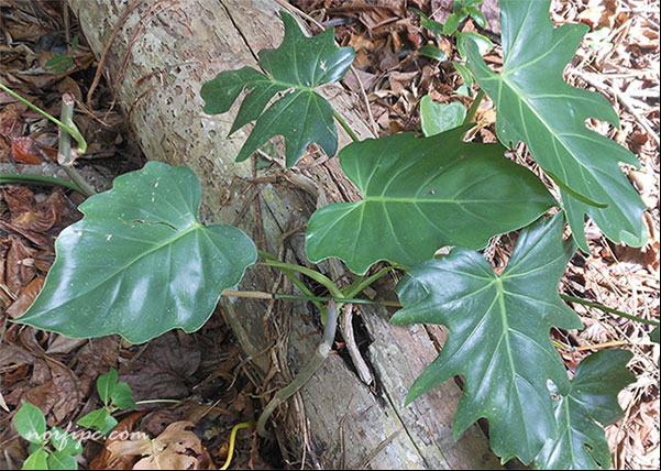 Planta de Philodendron silvestre