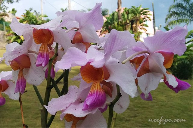 Flores de variedades hibridas de orquídeas exóticas, que se cultivan en el exterior del jardín en Soroa Flores de variedades hibridas de orquídeas exóticas, que se cultivan en el exterior del jardín en Soroa