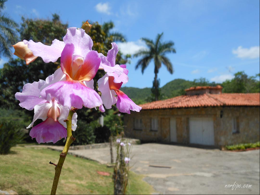 Soroa, un enorme jardín de orquídeas en la Sierra del Rosario Soroa, un enorme jardín de orquídeas en la Sierra del Rosario