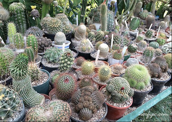 Colección de todo tipo de cactus en el Vivero Lotería Colección de todo tipo de cactus en el Vivero Lotería