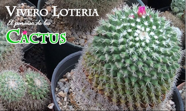 El Vivero Lotería, la mayor colección de cactus de Cuba El Vivero Lotería, la mayor colección de cactus de Cuba