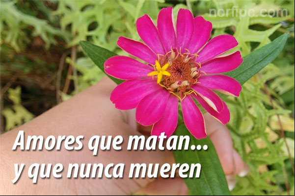 Amores que matan... y que nunca mueren Frase sobre los amores que matan y que nunca mueren