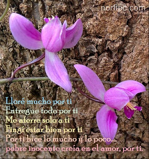 Frases y pensamientos de la mentira en el amor y la amistad