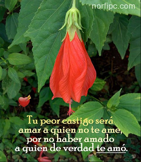 Frases y pensamientos de decepcion en el amor y la amistad