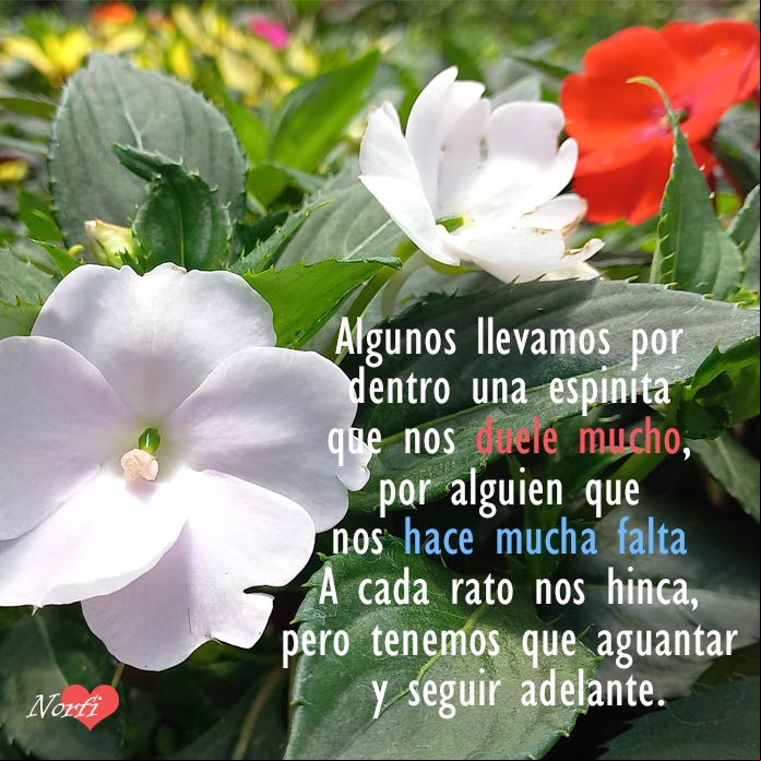 Algunos llevamos por dentro una espinita que nos duele mucho, por alguien que nos hace falta. A cada rato nos hinca, pero tenemos que aguantar y seguir adelante Flores blancas y rojas en un jardin