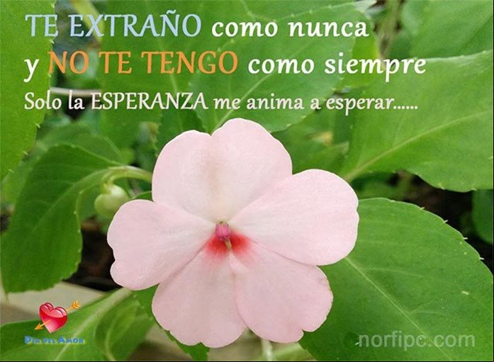 Frases de amor para los que están lejos y la distancia los separa